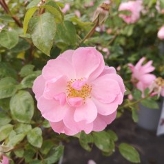 Rose I need you - Buketrose Plant'n Relax