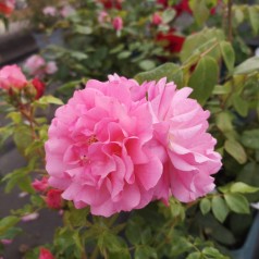 Rose Just You And Me - Buketrose Plant'n Relax