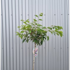 Sakhalin-Kirsebær Accolade 120 cm. stamme - Prunus sargentii Accolade