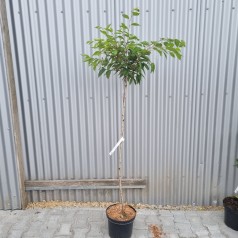 Sakhalin-Kirsebær Accolade 120 cm. stamme - Prunus sargentii Accolade