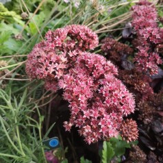 Sankthansurt Chocolate Drop - Sedum hybrid Chocolate Drop