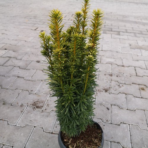 Søjletaks David 40-50 cm. - Taxus baccata David