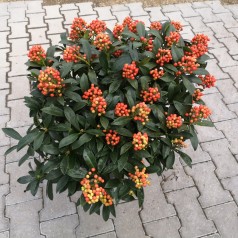 Skimmia japonica Pabella 20+ blomster