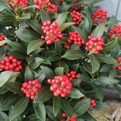 Skimmia japonica Pabella 20+ blomster