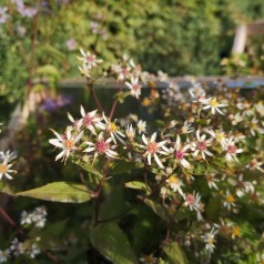 Skovasters - Aster divaricatus