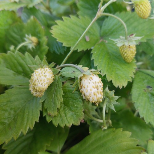 Skovjordbær Alpine Yellow - Fragaria vesca Alpine Yellow