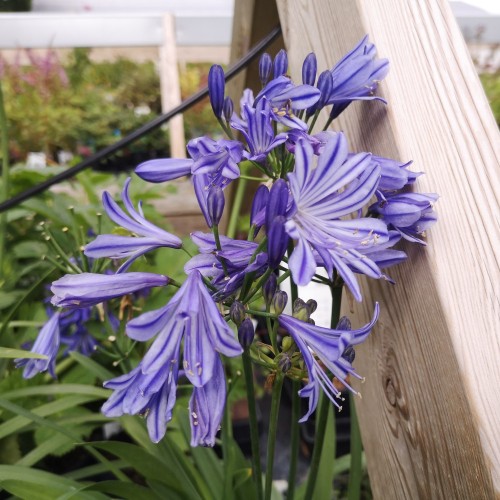 Skærmlilje Charlotte - Agapanthus hybrid Charlotte