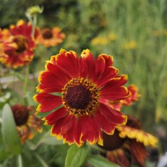 Solbrud Bandera - Helenium autumnale Bandera