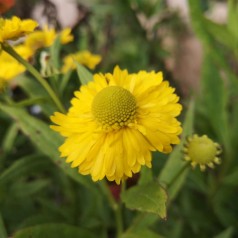 Solbrud Double Trouble - Helenium hybrid Double Trouble