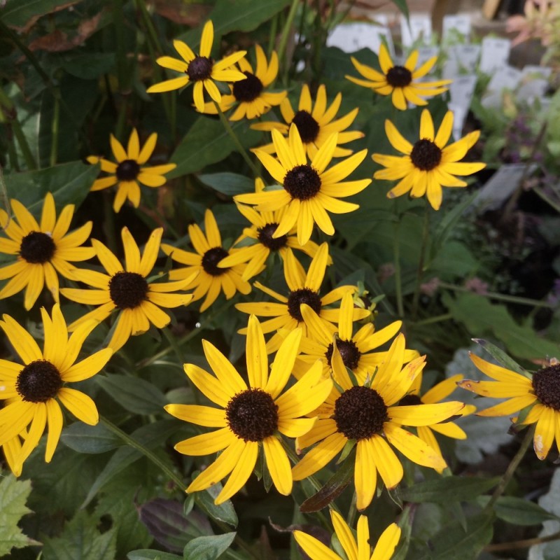 Solhat Little Gold Star - Rudbeckia hybrid Little Gold Star