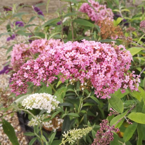 Sommerfuglebusk Pink Cascade - Buddleja davidii Pink Cascade