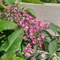 Sommerfuglebusk Pink Cascade - Buddleja davidii Pink Cascade