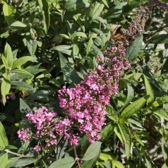 Sommerfuglebusk Pink Cascade - Buddleja davidii Pink Cascade