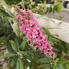 Sommerfuglebusk Pink Cascade - Buddleja davidii Pink Cascade