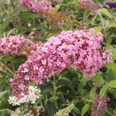 Sommerfuglebusk Pink Cascade - Buddleja davidii Pink Cascade