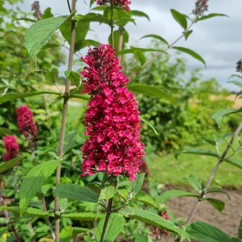 Sommerfuglebusk Prince Charming - Buddleja davidii Prince Charming