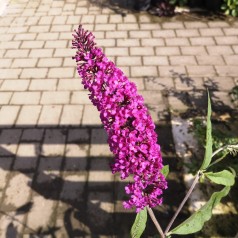 Sommerfuglebusk Royal Red 30-50 cm. - Buddleja davidii Royal Red