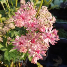 Stjerneskærm Sparkling Stars Pink - Astrantia major Sparkling Star Pink