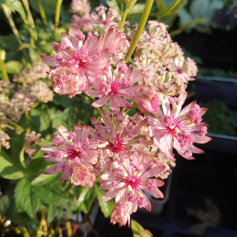 Spring Star Pink Stjerneskรฆrm Sparkling Stars Pink - Astrantia major Sparkling Star Pink