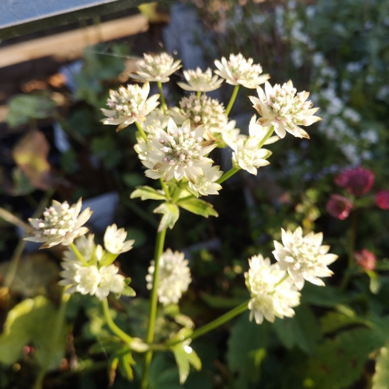 Stjerneskærm Star of Billion - Astrantia hybrid Star of Billion