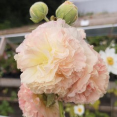 Stokrose Apricot - Alcea rosea Pleniflora Apricot