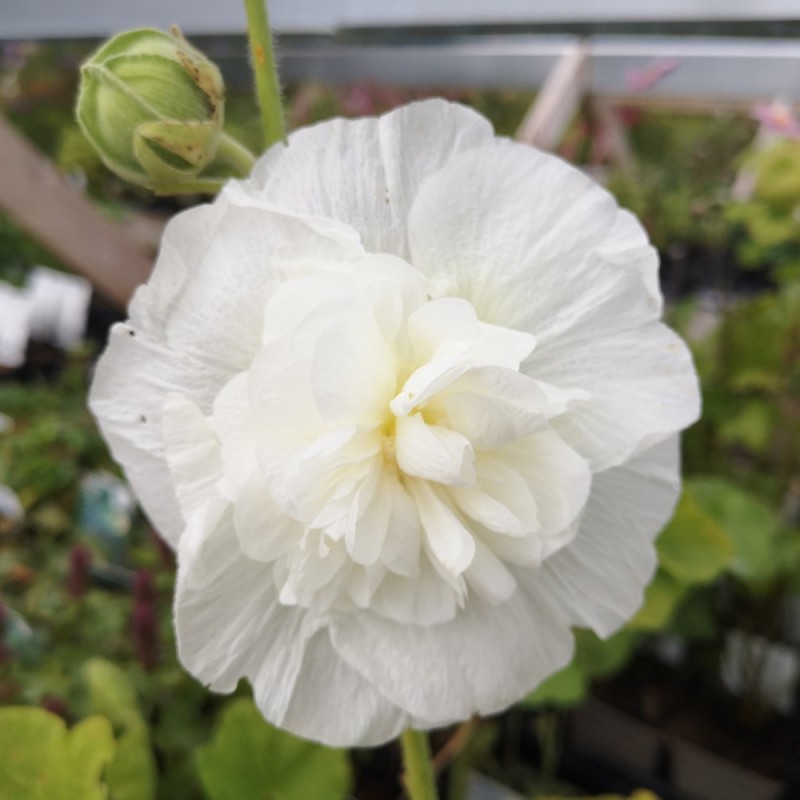 Stokrose Hvid - Alcea rosea Pleniflora Hvid