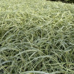 Japansk Star Feather Falls - Carex hybrid Feather Falls