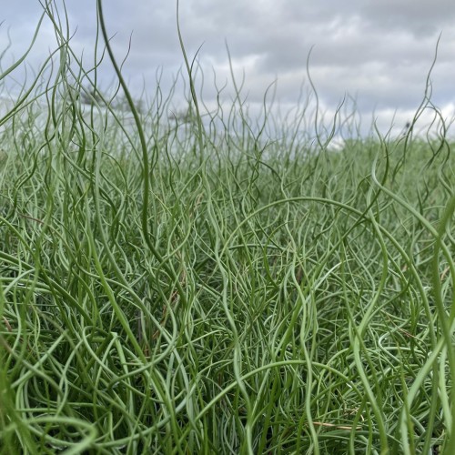 Spiral-Lysesiv - Juncus effusus Spiralis