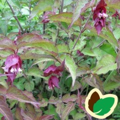 Leycesteria formosa Purple Rain / Fasanbusk