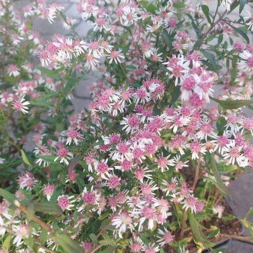 Asters / Sommerens Farvel Lady in Black - Aster lateriflorus Lady in Black