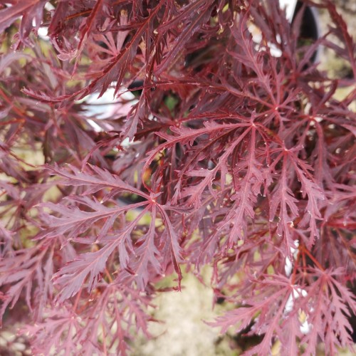 Acer palmatum Dissectum Garnet