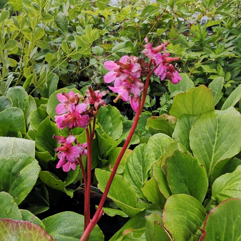 Bergenia Cordifolia / Kæmpestenbræk