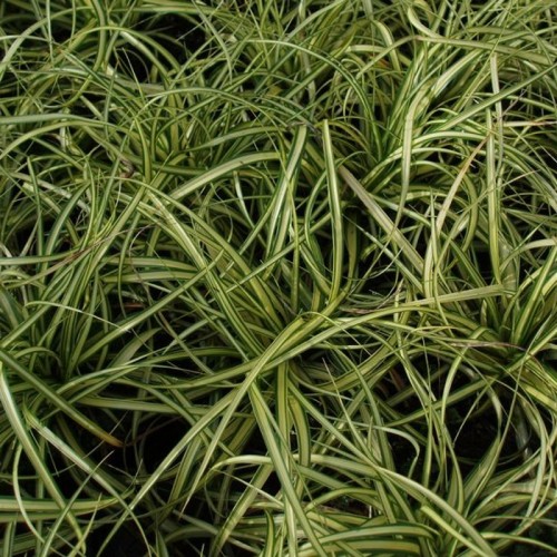 Mini Star Evergold - Carex oshimensis Evergold