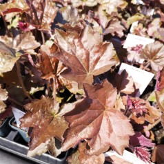 Heuchera micrantha Palace purple / Alunrod