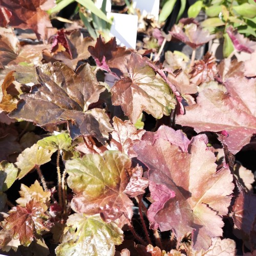 Heuchera micrantha Palace purple / Alunrod