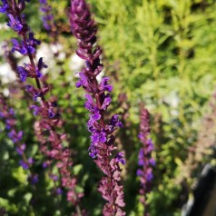 Salvia nemorosa Caradonna / Salvie