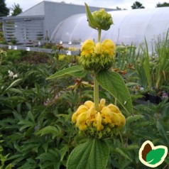 Phlomis russeliana / Løvehale