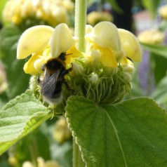 Phlomis russeliana / Løvehale