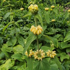 Phlomis russeliana / Løvehale