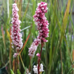 Persicaria affine Darjeeling Red / Tæppepileurt