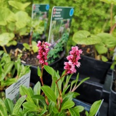 Persicaria affine Darjeeling Red / Tæppepileurt