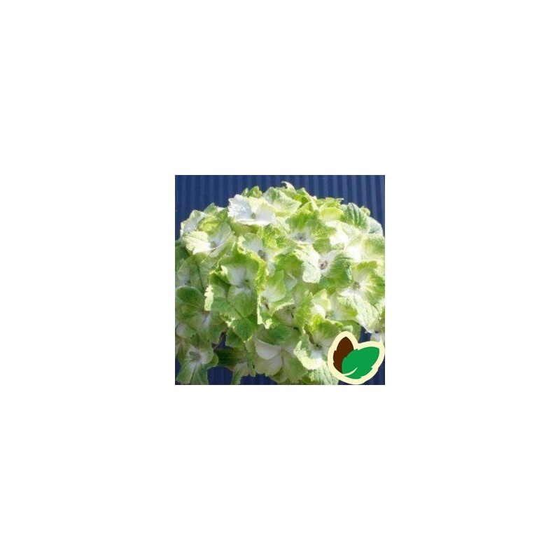 Hydrangea macrophylla Magical Nobles / Hortensia