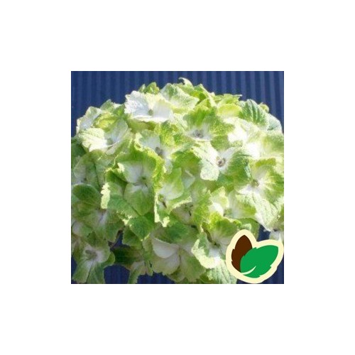Hydrangea macrophylla Magical Nobles / Hortensia