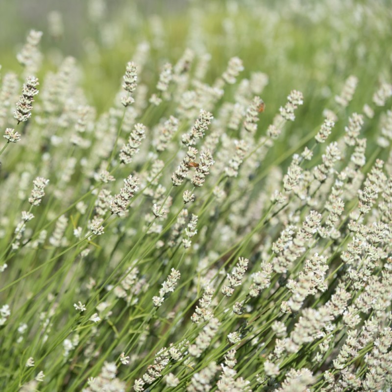 Lavendel Alba - Lavandula angustifolia Alba