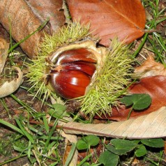 Ægte kastanje 80-100 cm. - Bundt med 25 stk. barrodsplanter - Castanea sativa
