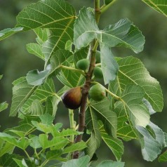Figen Firoma - Ficus carica Firoma