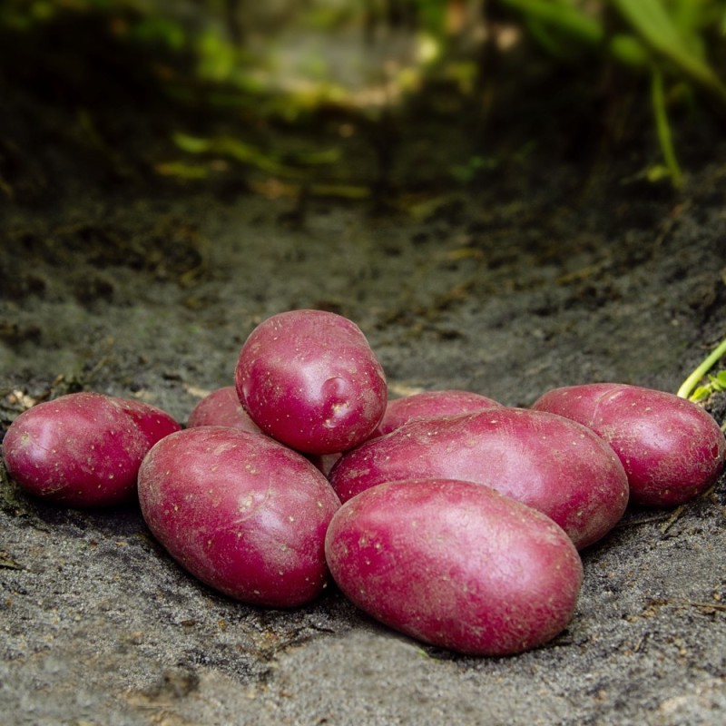 Red Bullet Læggekartofler 1,5 Kg. - Middeltidlig