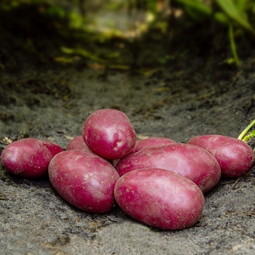 Red Bullet Læggekartofler 1,5 Kg. - Middeltidlig