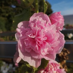 Stokrose Rosa - Alcea rosea...