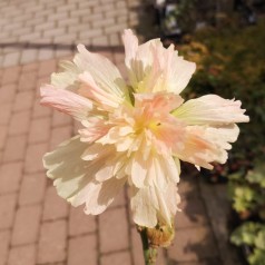 Stokrose Spring Celebrities Apricot - Alcea rosea Spring Celebrities Apricot
